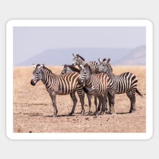 Serengeti Zebras #4 Sticker